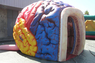 부풀게할 수 있는 엄청나게 큰 뇌 모델 장기 전시회 거대기업 인간 큰 뇌 텐트