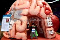 부풀게할 수 있는 뇌 모델은 부풀게할 수 있는 의학 회의 전시회를 텐트로 덮습니다 - 엄청나게 큰 뇌