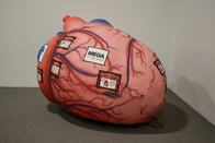 의학 활동 디스플레이를 가르치기 위한 부풀게할 수 있는 인체 기관 거대한 뇌심 폐